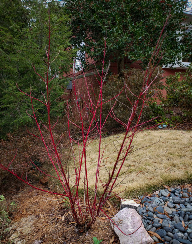 Drieň biely  ’Elegantissima’