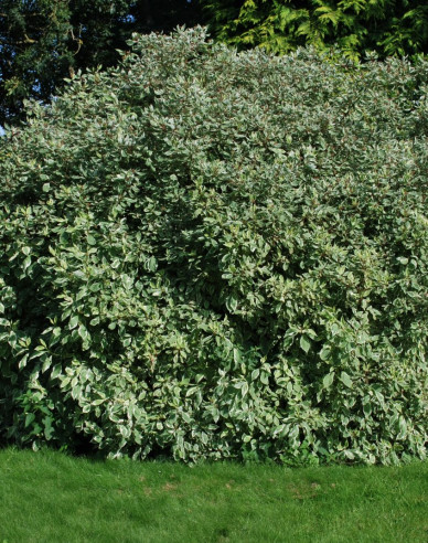 Drieň biely  ’Elegantissima’