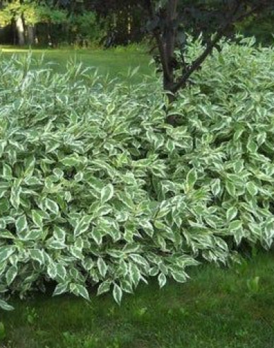 Drieň biely  ’Elegantissima’