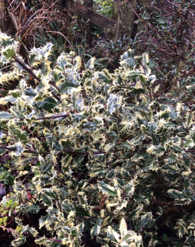 Cezmína ostrolistá ´Ferox Argentea´