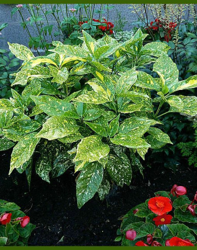 Aukuba japonská ´Variegata´