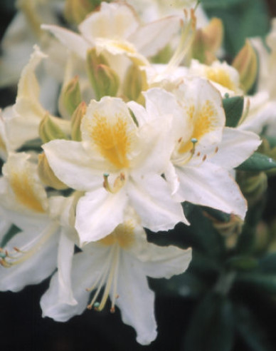 Azalka veľkokvetá ´Daviesii´