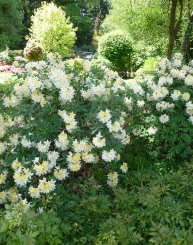 Azalka veľkokvetá ´Daviesii´