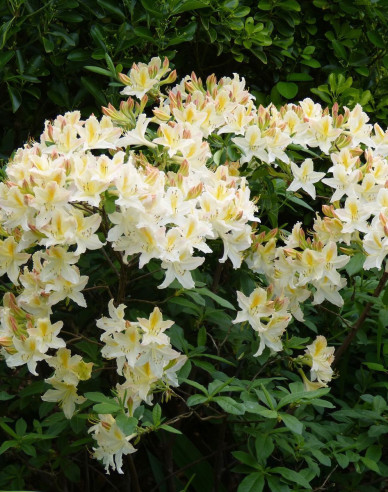 Azalka veľkokvetá ´Daviesii´