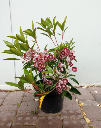 Kalmia širokolistá ´Galaxy´