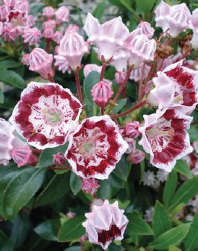Kalmia širokolistá ´Galaxy´