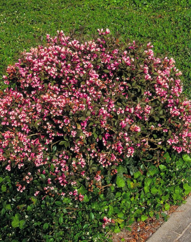 Vajgelia floridská ´Nana Purpurea´