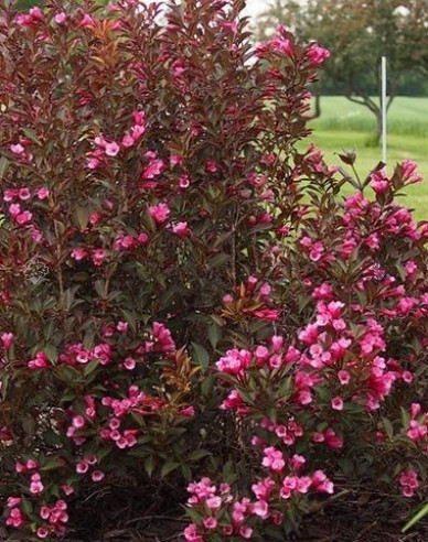 Vajgelia floridská ´Nana Purpurea´