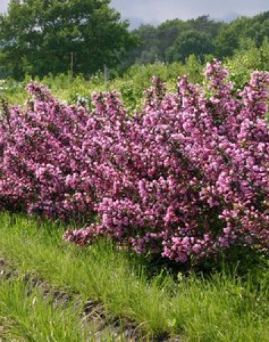 Vajgelia floridská ´Nana Purpurea´