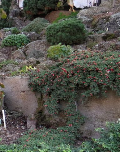Skalník buxifolia