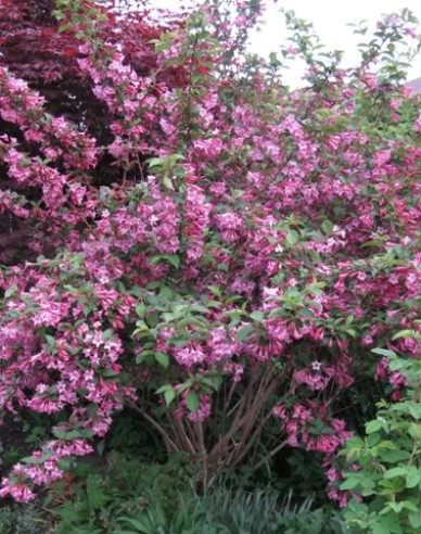 Vajgélia kvetnatá ’Pink Princess’