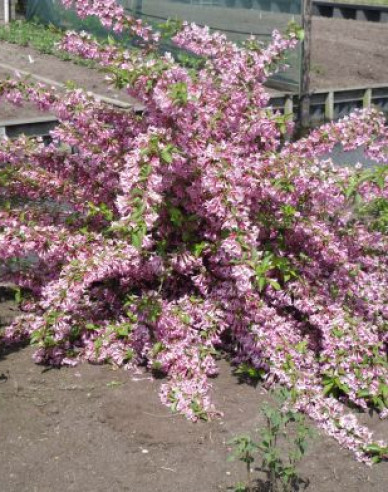 Vajgélia kvetnatá ’Pink Princess’