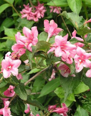 Vajgélia kvetnatá ’Boscoop Glory’