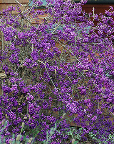 Krásnoplodka ´Profusion´