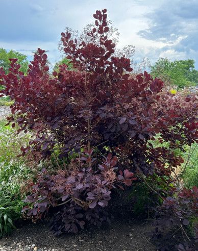 Škumpa vlasatá ´Royal Purple´ 125 - 150cm