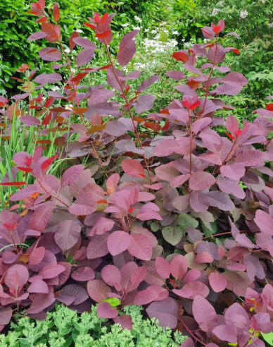 Škumpa vlasatá ´Royal Purple´ 125 - 150cm