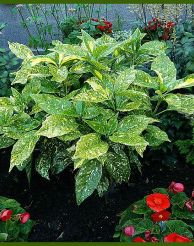 Aukuba japonská "Variegata"