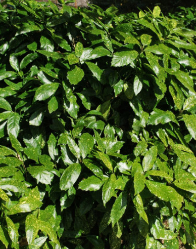 Aukuba japonská "Variegata"