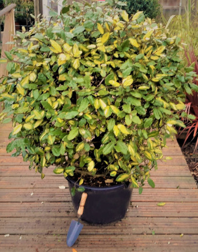 Hlošina Ebbingeova "Limelight"