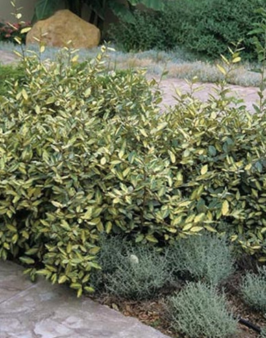 Hlošina Ebbingeova "Limelight"