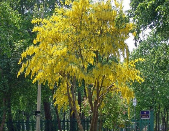 Štedrec ovisnutý (Laburnum anagyroides)