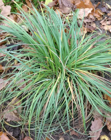 Ostrica "Blue Zinger"