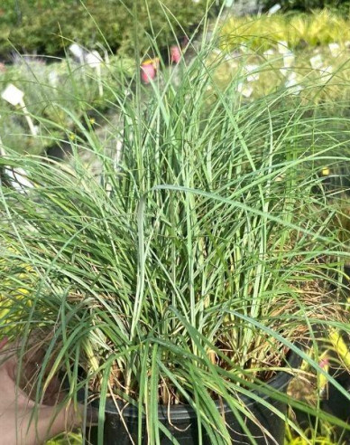 Ostrica "Blue Zinger"