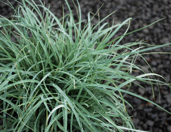 Ostrica "Blue Zinger"