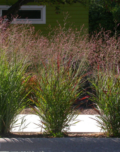 Proso okrasné ´Cardinal´