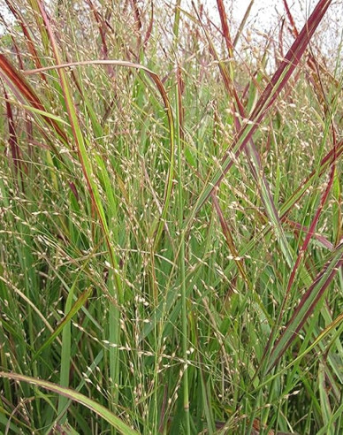 Proso okrasné ´Cardinal´