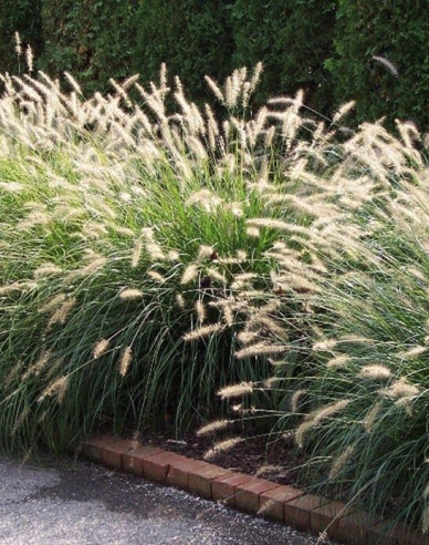 Perovec ’Little Bunny’