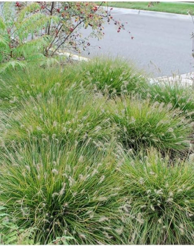 Perovec ’Little Bunny’