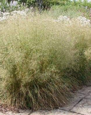 Metlica ’Goldtau’