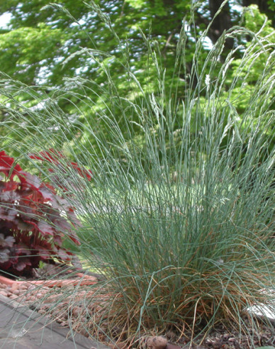 Kostrava ametystová