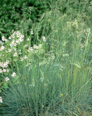 Kostrava ametystová