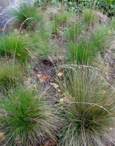 Kostrava ametystová