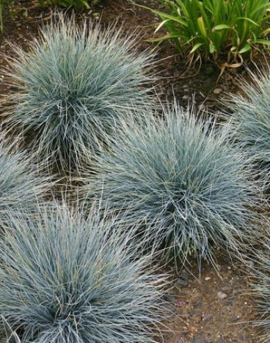 Kostrava "Elijah Blue"