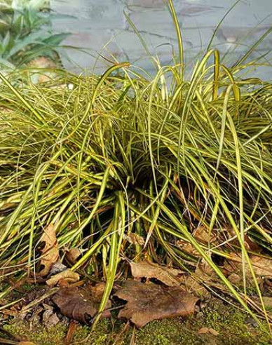 Ostrica ošimenská ´Evergold´
