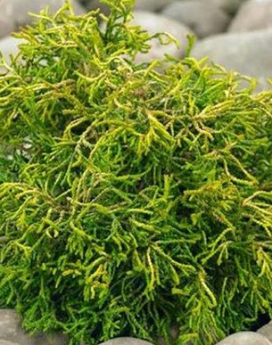 Cypruštek tupolistý ’Tsatsumi Gold’
