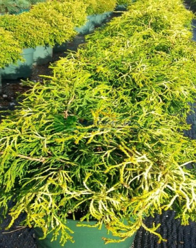 Cypruštek tupolistý ’Tsatsumi Gold’