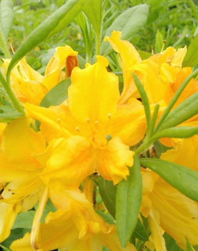 Azalka veľkokvetá ´Golden light´