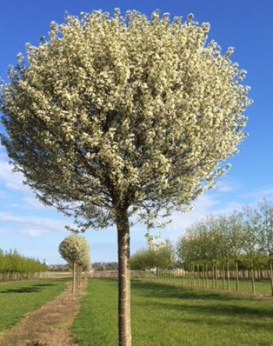 Čerešňa krovitá ´Umbraculifera´