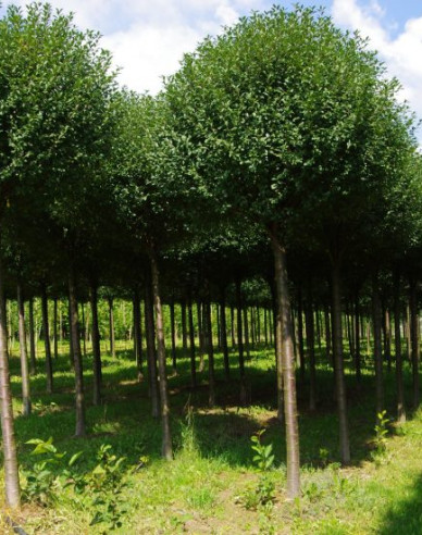Čerešňa krovitá ´Umbraculifera´