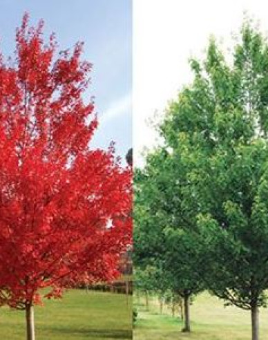 Javor červený ´October Glory´