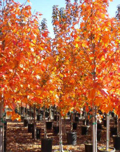 Javor červený ´October Glory´