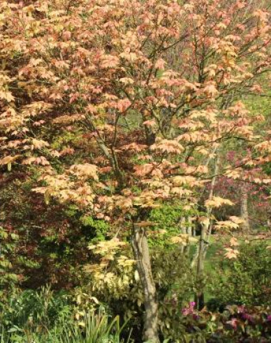 Javor pseudoplatanus ´Brilliantissimum´