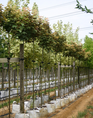 Javor pseudoplatanus ´Brilliantissimum´