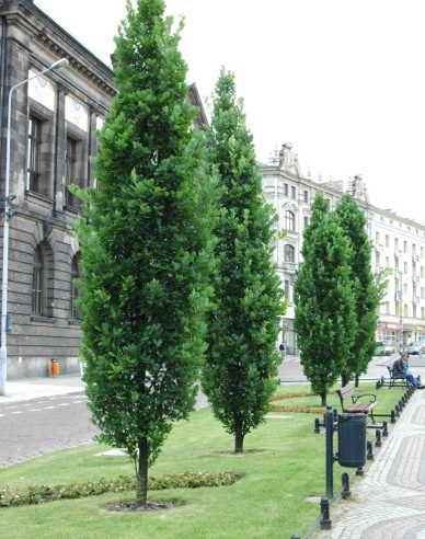 Dub letný ´Fastigiate Koster´