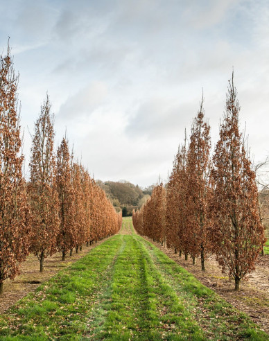 Dub letný ´Fastigiate Koster´