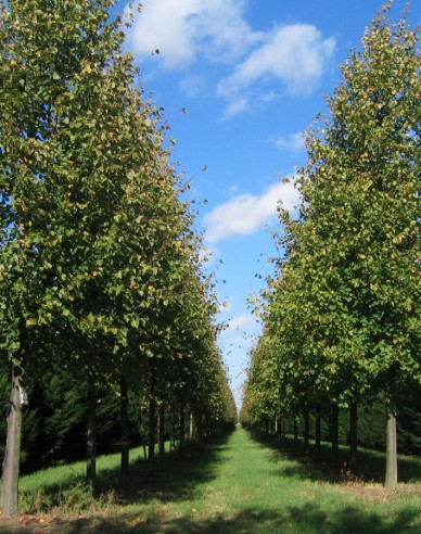 Lipa malolistá ´Greenspire´